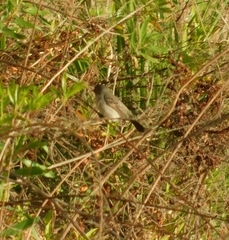 Serpophaga nigricans
