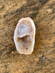 Bostrycapulus pritzkeri