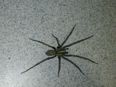 Eratigena atrica