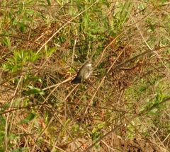 Serpophaga nigricans