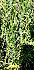 Equisetum hyemale