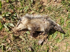 Didelphis albiventris