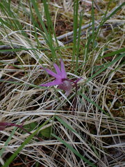 Calypso bulbosa