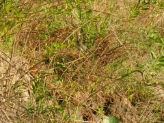 Serpophaga nigricans