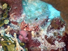 Synchiropus morrisoni