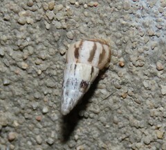 Cochlicella acuta