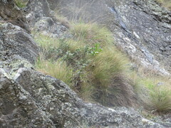 Veronica lavaudiana