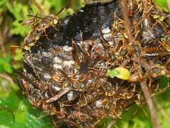 Polistes oculatus