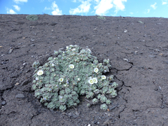 Nototriche antoniana