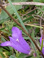 Campanula glomerata