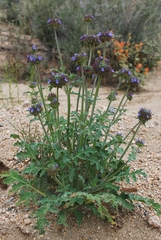 Salvia columbariae