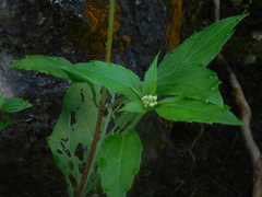 Schistocarpha eupatorioides
