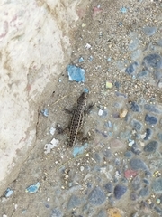 Liolaemus zapallarensis