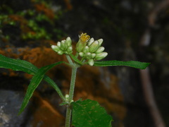 Schistocarpha eupatorioides