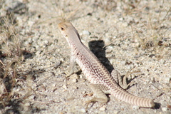 Dipsosaurus dorsalis