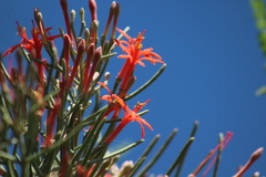 Psittacanthus sonorae