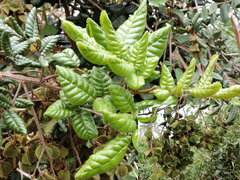 Cupania impressinervia