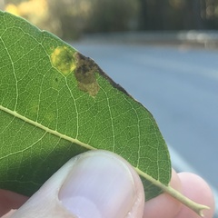Stigmella salicis