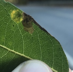 Stigmella salicis