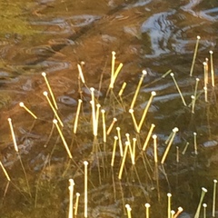 Eriocaulon aquaticum