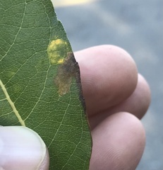 Stigmella salicis