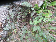 Gingidia enysii peninsulare