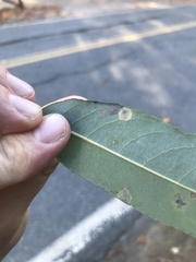 Stigmella salicis