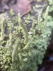 Cladonia subradiata