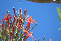 Psittacanthus sonorae