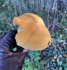 Cystoderma aureum