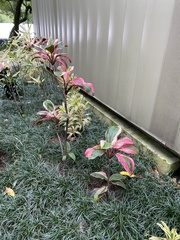 Cordyline fruticosa