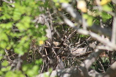 Ammospermophilus leucurus