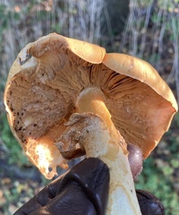 Cystoderma aureum