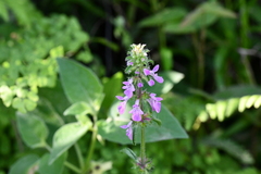 Stachys pringlei