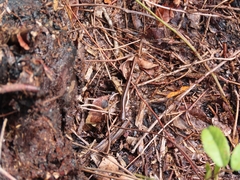 Eurycea quadridigitata