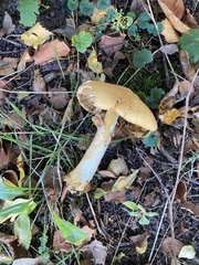 Cystoderma aureum