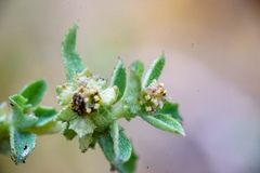 Atriplex suberecta