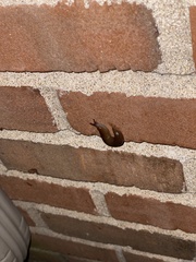 Ambigolimax valentianus