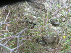 Coprosma crassifolia