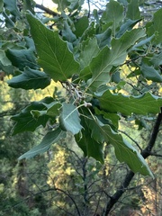 Quercus ithaburensis
