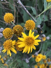 Verbesina robinsonii