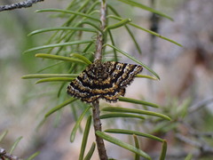 Epelis truncataria