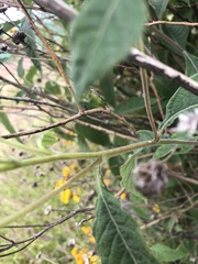 Verbesina robinsonii