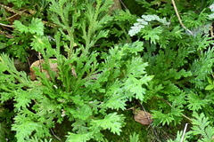 Selaginella delicatula