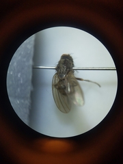 Diptera