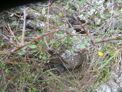 Coprosma crassifolia