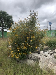 Verbesina robinsonii