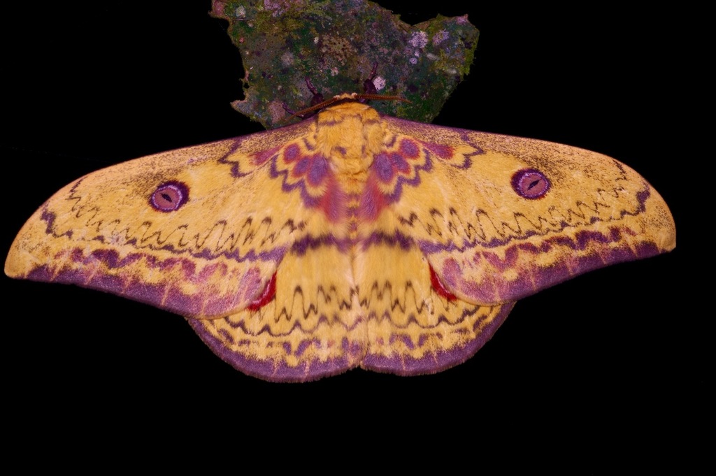 Aurivillius