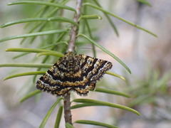 Epelis truncataria