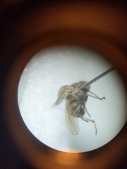 Diptera
